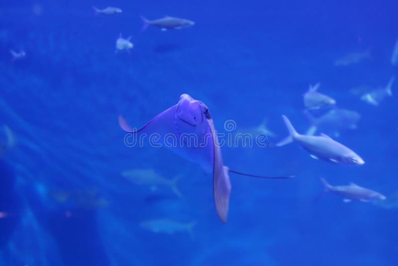 Stingray and other fish in a blue ocean.