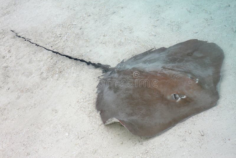 A stingray lies in clear shallow waters in the Maldives