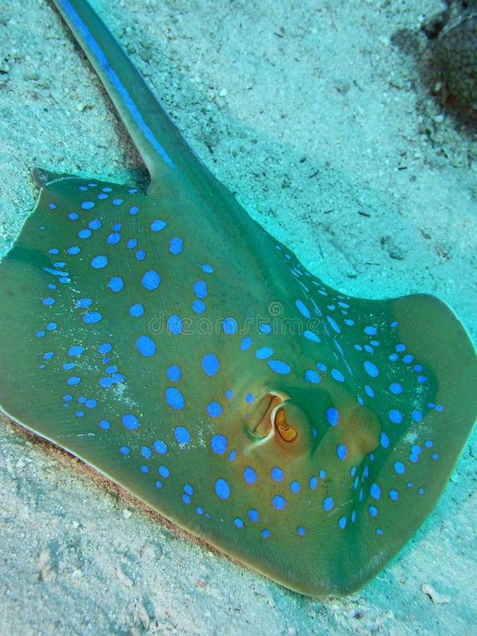 Blue spotted stingray, Red sea