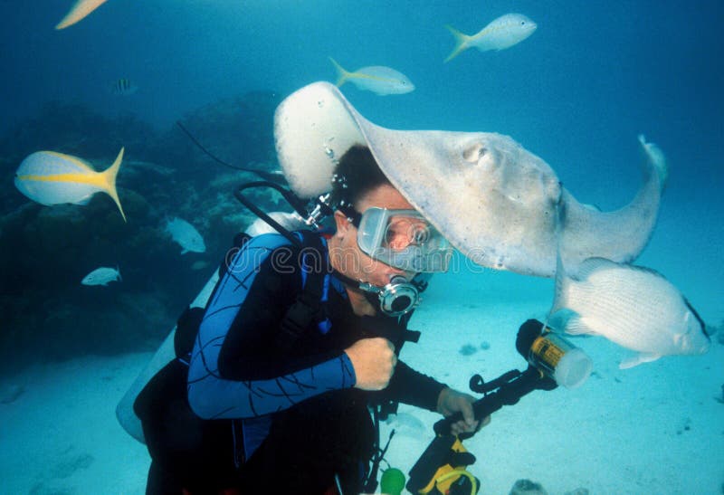 A diver is investigated by a southern stingray at stingray city off the coast of grand cayman;