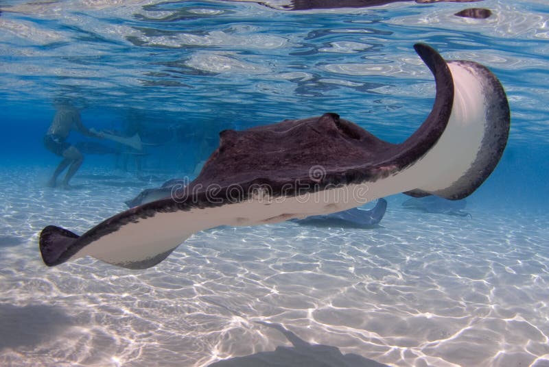 A Southern Stingray swims along under the blue ocean off Cayman Island's Stingray City.