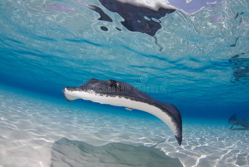 A Southern Stingray swims along under the blue ocean off Cayman Island