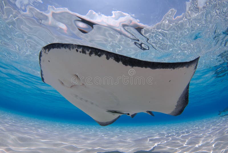 A Southern Stingray swims along under the blue ocean off Cayman Island