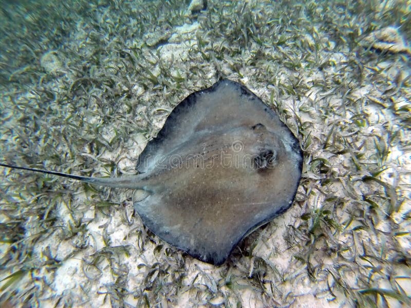 Stingray in the Bay Islands of Belize Stock Photo Image of water