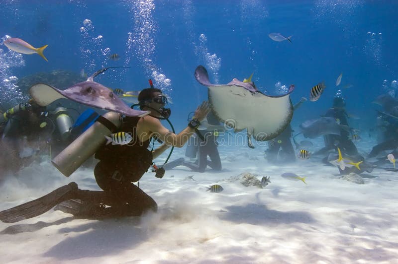 Stingray City is probably one of the most popular dive sites in the Caribbean and is located on the north side of Grand Cayman. As soon as the stingrays hear the approaching boat engines, they gather together in expectation of being fed and interact in a non-threatening way with the scores of visiting divers.