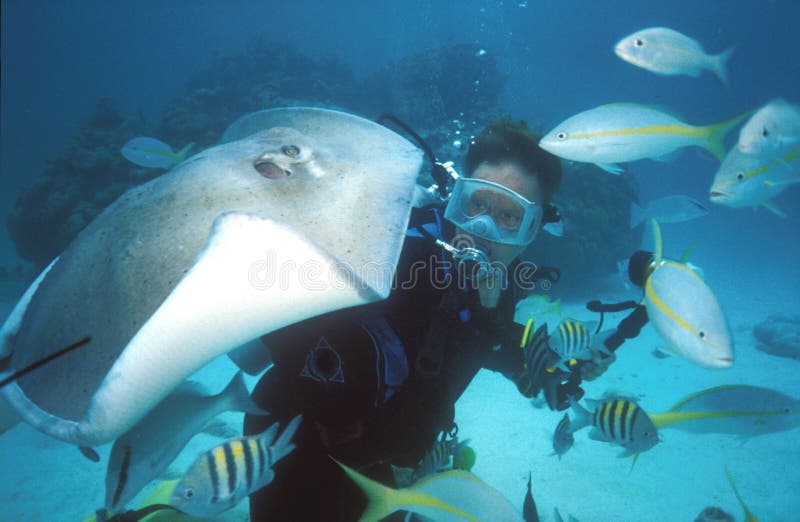 A diver is swarmed by snappers, sergeant majors & a southern stingray at stingray city off grand cayman;