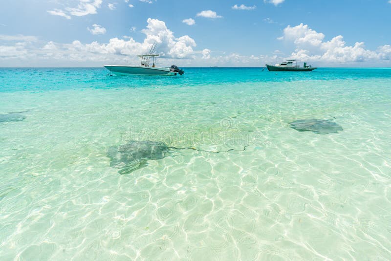 Stingray in crystal clear water in Fulidhoo island beach, Maldives