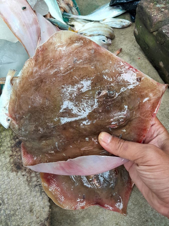 Stingray fish looks nice in the afternoon. Stingray dish stock images, royalty-free photos and pictures