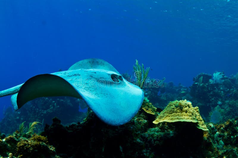 A stingray swims over a tropical reef in Honduras, Central America. A stingray swims over a tropical reef in Honduras, Central America