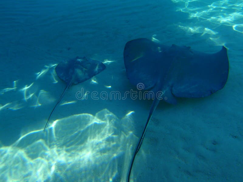 A stingray swimming along with her baby, Grand Cayman. A stingray swimming along with her baby, Grand Cayman