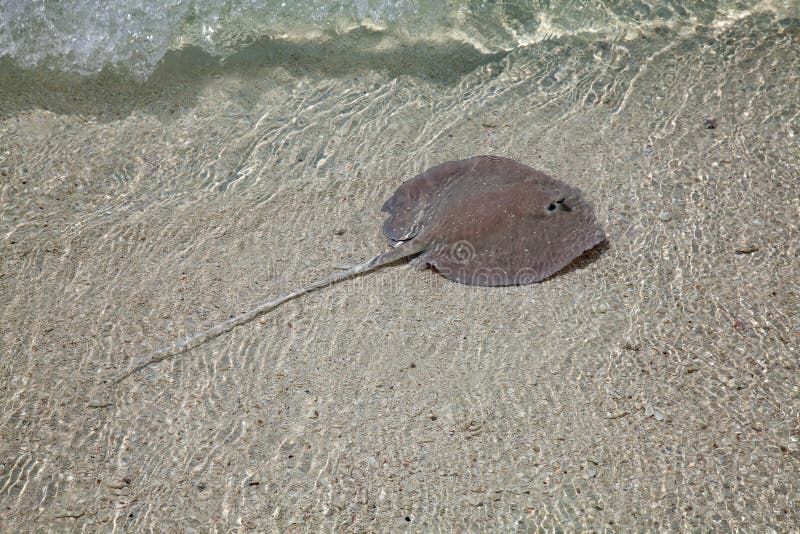 Stingray stock photo. Image of conservation, ecosystem Biology Diagrams