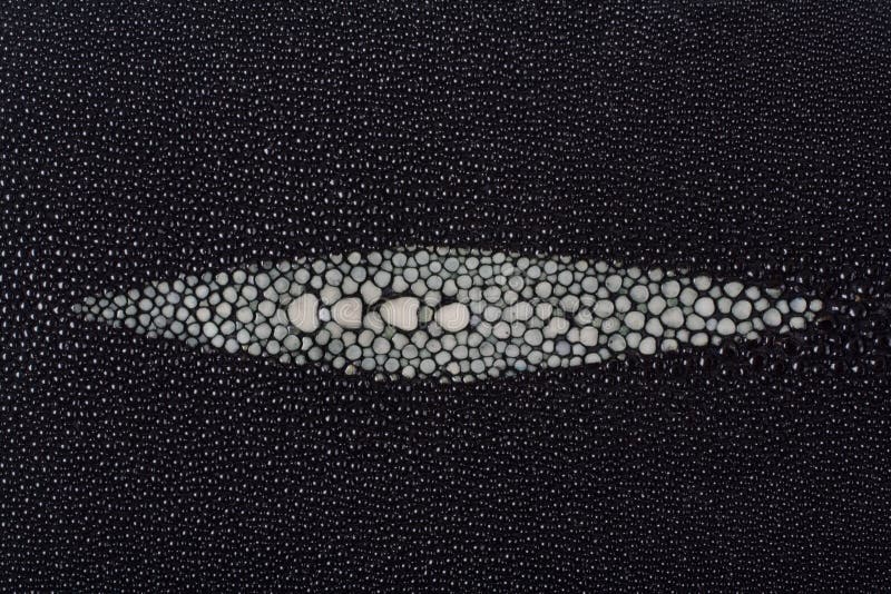 A closeup of a black stingray skin texture