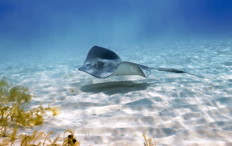 A Southern stingray patrols the sandy shallows of Stingray City, Grand Cayman like an alien stealth bomber. A Southern stingray patrols the sandy shallows of Stingray City, Grand Cayman like an alien stealth bomber.