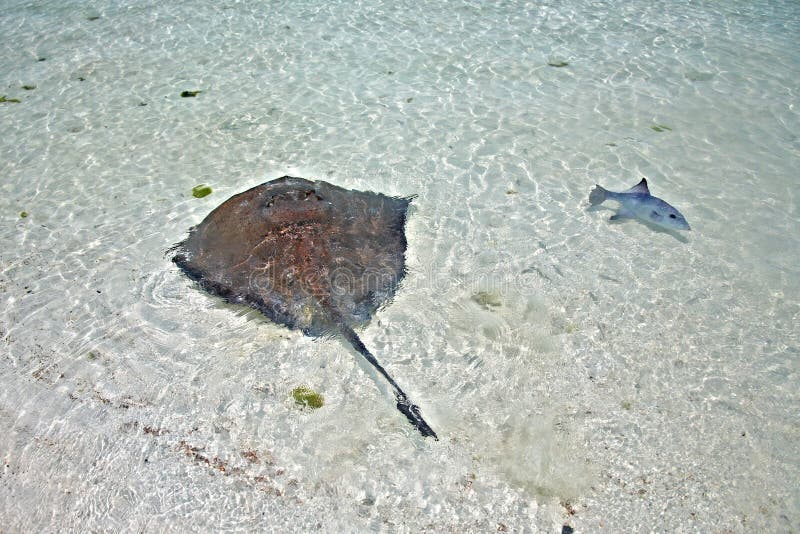 Stingray and triggerfish in a shallow water stock photography