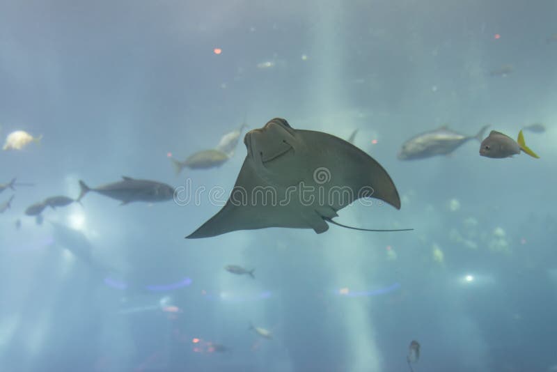 Under belly of stingray with passing by travelly