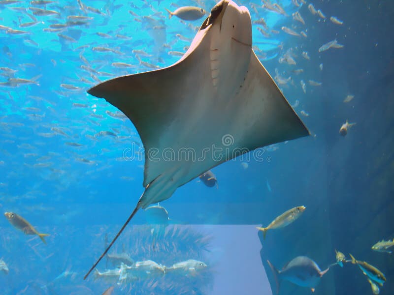 Underwater image of stingray fish