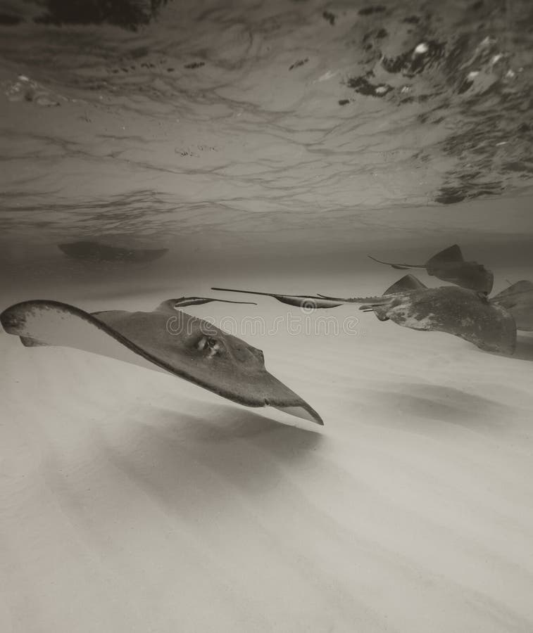 stingrays στοκ εικόνες με δικαίωμα ελεύθερης χρήσης stingrays στοκ εικόνες με δικαίωμα ελεύθερης χρήσης