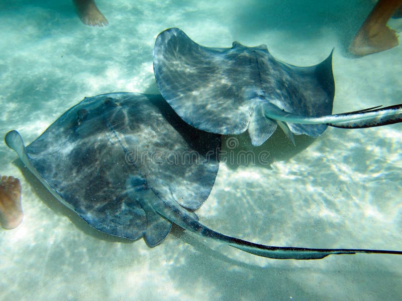 Stingrays com pés humanos imagem de stock Stingrays com pés humanos imagem de stock