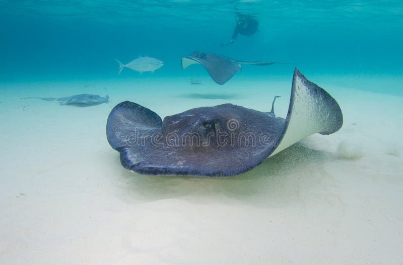 Stingrays swimming in the shallow waters at Stingray City.