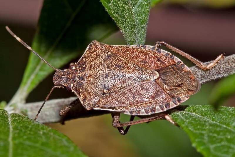 Stink Bug royalty free stock photo Stink Bug royalty free stock photo