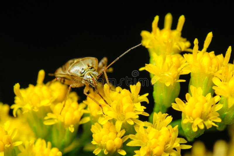 An extreme closeup of a stink bug on golden rod flowers. An extreme closeup of a stink bug on golden rod flowers.