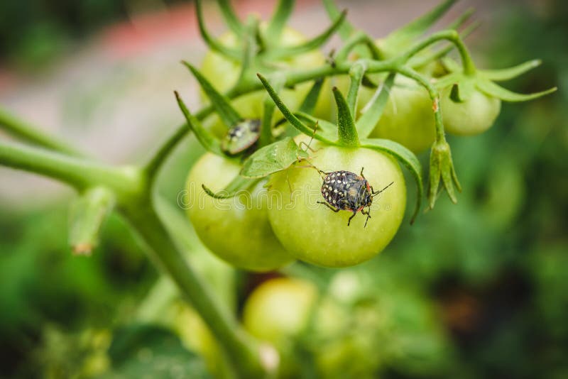 Stink bug on a green tomato plant