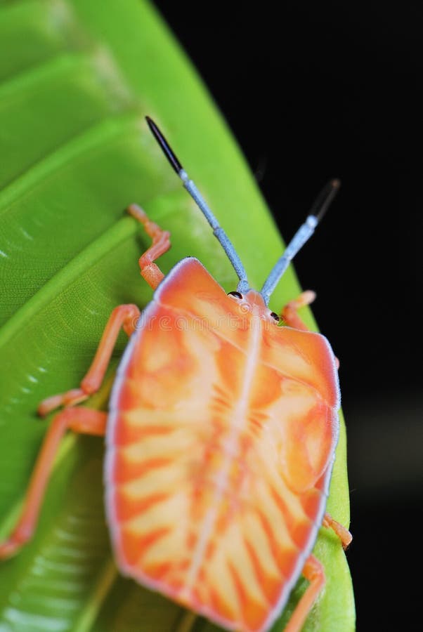 A macro photo taken on a stink / shield bug nymph. A macro photo taken on a stink / shield bug nymph.