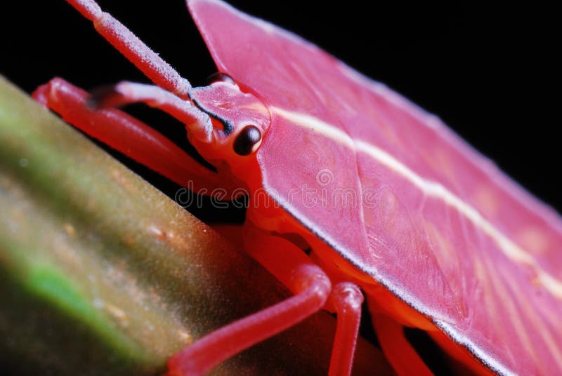 A macro shot of a red nymph of a stink bug. A macro shot of a red nymph of a stink bug.