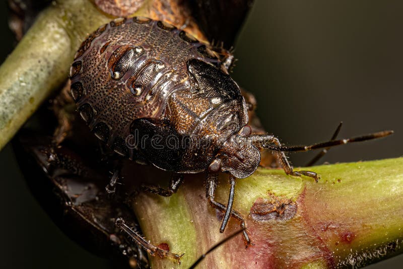 Stink bug Nymph stock image. Image of hemiptera, bugs 264277185
