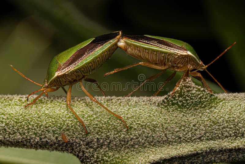 Stink Bug Nymph stock image. Image of fauna, bugs, animal 264740889