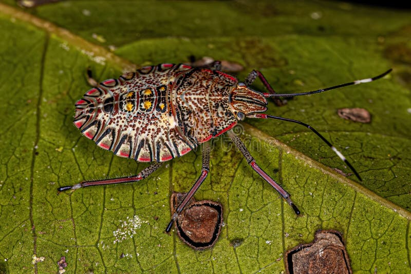 Stink Bug Nymph stock photo. Image of insecta, detail 263480600