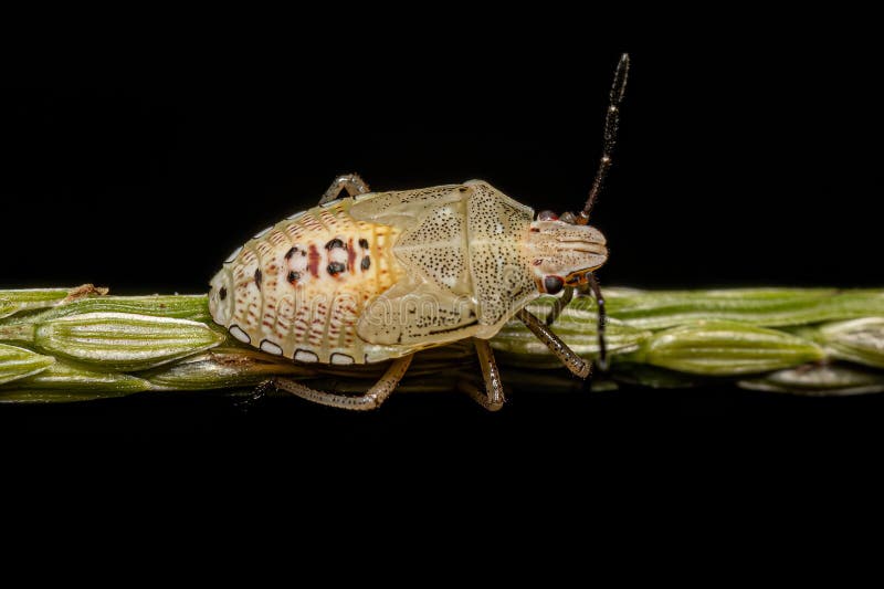 Stink Bug Nymph stock image. Image of macro, stink, animal 264740855