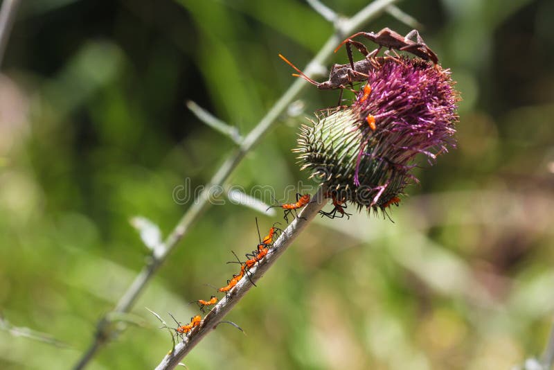 Stink bugs and orange nymph insects on thistle