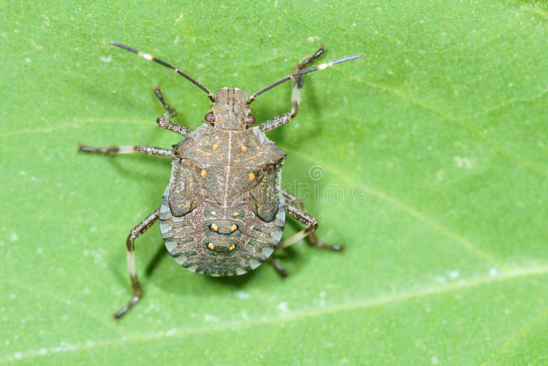 A brown stinkbug larva on leaves