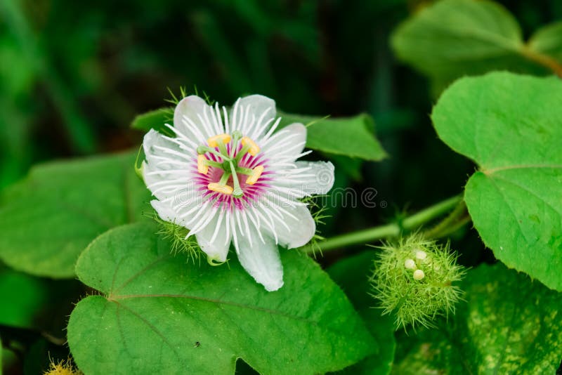 Stinkende passiebloem in natuer stock afbeelding Stinkende passiebloem in natuer stock afbeelding