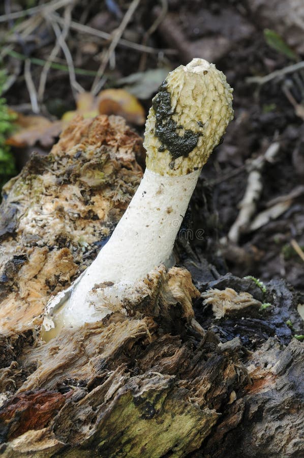 HundStinkhornPilz stockbild. Bild von stinkhorn, hund 100294683