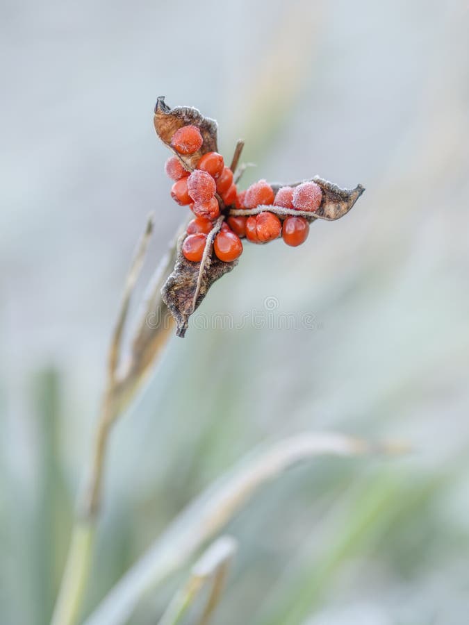 Stinking Iris Plant with Red Seeds with Winter Frost. Iris Foetidissima. Stock Photo Image of