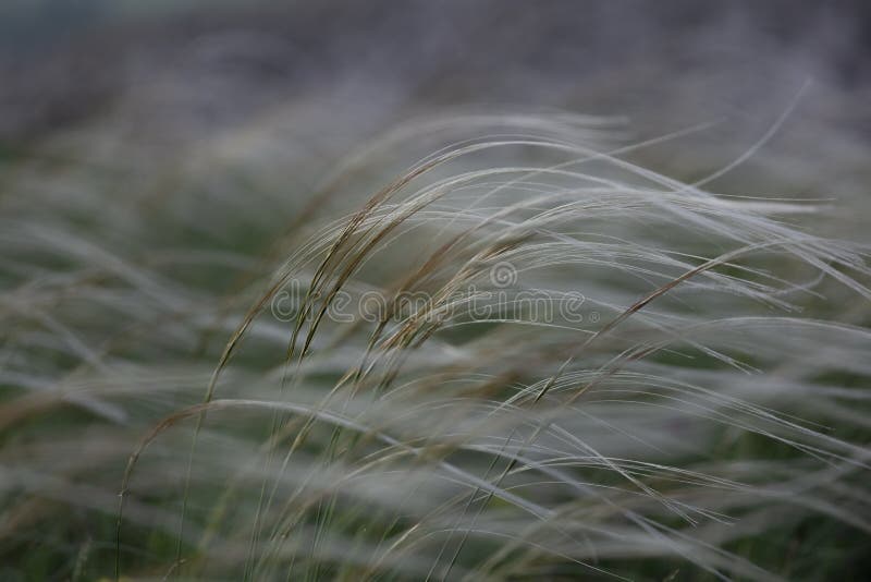 Stipa-capillata, wie bekannt als Feder, Nadel, Stangengras in der Steppe Aufgeführtes rotes Buch von Ukraine Große Details! stockfotos Stipa-capillata, wie bekannt als Feder, Nadel, Stangengras in der Steppe Aufgeführtes rotes Buch von Ukraine Große Details! stockfotos