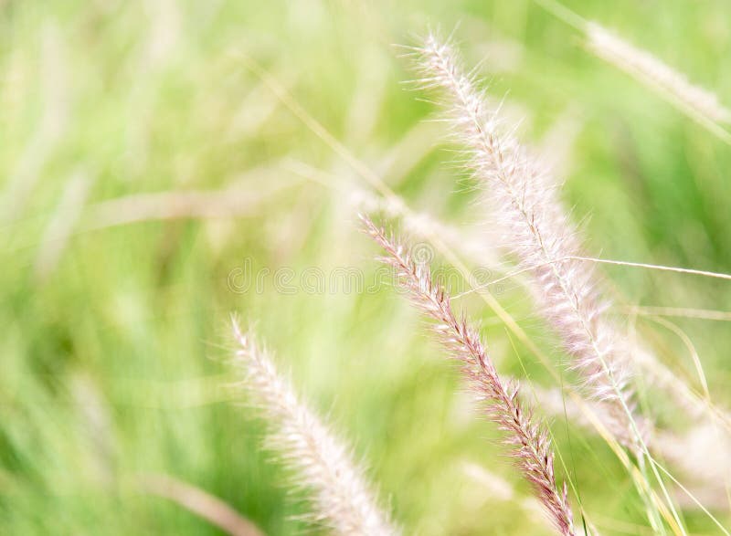 Stipa pennuta del Pennisetum nel giardino fotografia stock Stipa pennuta del Pennisetum nel giardino fotografia stock