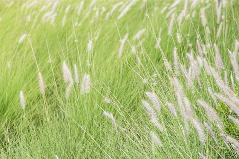 Stipa pennuta del Pennisetum fotografia stock libera da diritti Stipa pennuta del Pennisetum fotografia stock libera da diritti