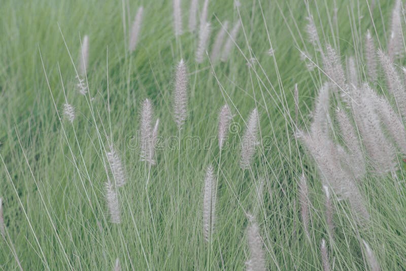 Stipa pennuta del Pennisetum immagine stock libera da diritti Stipa pennuta del Pennisetum immagine stock libera da diritti