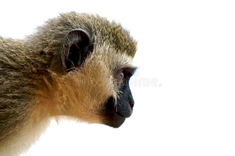 Picture of an isolated Capuchin-monkey. Picture of an isolated Capuchin-monkey