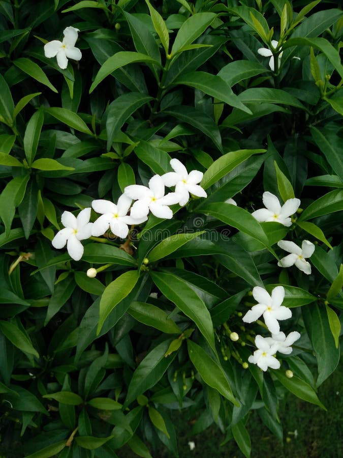 Stjärnvita blommor av Arabian Jasmine arkivbilder Stjärnvita blommor av Arabian Jasmine arkivbilder