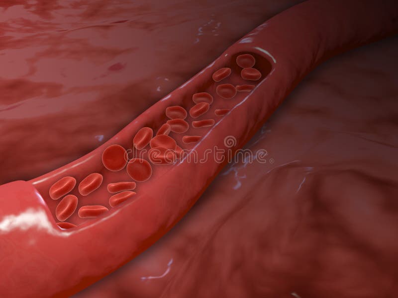 Artery cross section with red blood cell flow. vector illustration