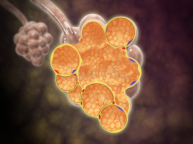 Cross-section of the alveoli branches. vector illustration