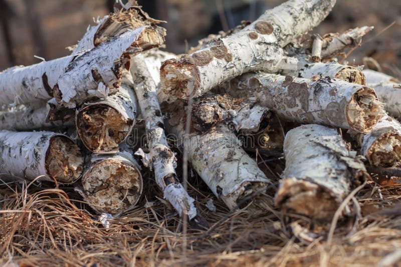 Reserves of birch logs closeup royalty free stock photos