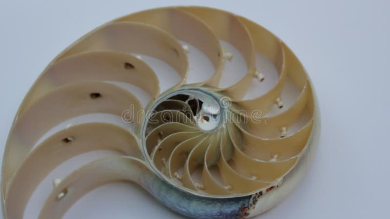 Stock de coquillages de Nautilus Films de Fibonacci vidéo clip tournant le rapport d'or numéro séquence d'arrière-plan naturel de banque de vidéos