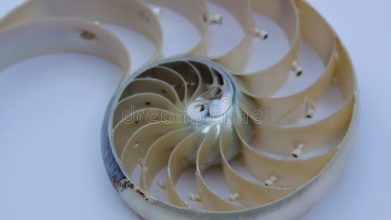Stock de coquillages de Nautilus Films de Fibonacci vidéo clip tournant le rapport d'or numéro séquence d'arrière-plan naturel de banque de vidéos