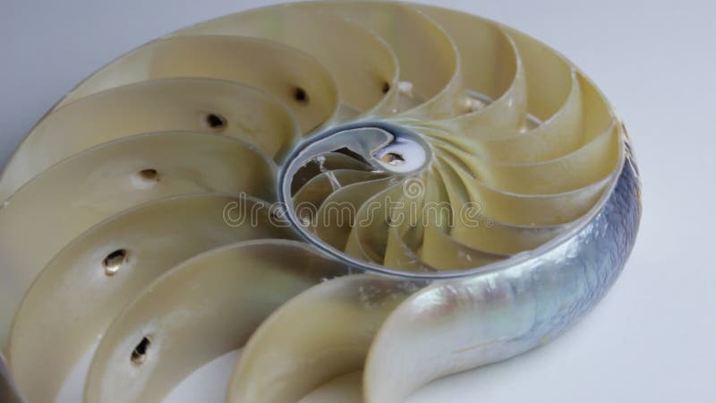 Stock de coquillages de Nautilus Films de Fibonacci vidéo clip tournant le rapport d'or numéro séquence d'arrière-plan naturel de banque de vidéos