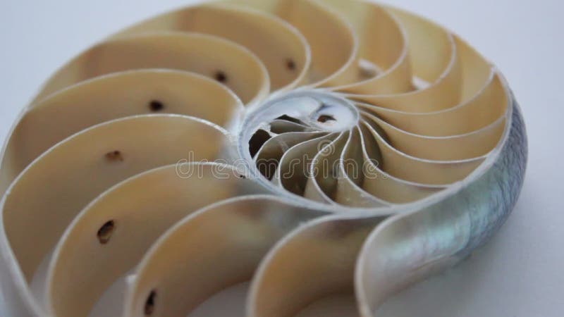 Stock de coquillages de Nautilus Films de Fibonacci vidéo clip tournant le rapport d'or numéro séquence d'arrière-plan naturel de banque de vidéos